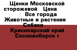 Щенки Московской сторожевой › Цена ­ 35 000 - Все города Животные и растения » Собаки   . Красноярский край,Сосновоборск г.